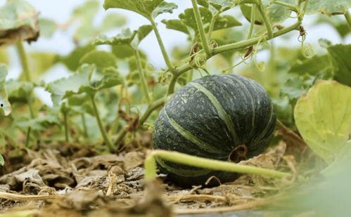 网红吃瓜视频的观看方式,跟随镜头，一探究竟