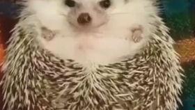 吃瓜遛鸟视频下载,轻松获取热门娱乐内容