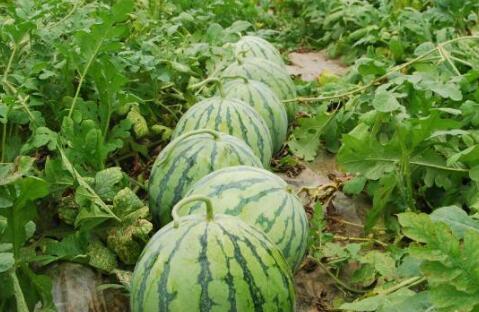 吃西湖瓜的视频大全集,视频大全集带你领略夏日美味风情