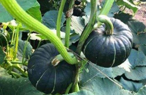 小网红吃瓜视频最新版,揭秘娱乐圈最新热点事件