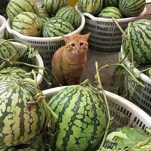 长垣卖衣服吃瓜视频,一场别开生面的乡村时尚盛宴