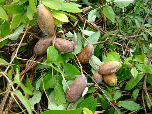 怎样吃八月瓜视频,视频教你轻松解锁夏日清新口感