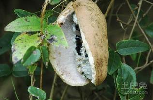 怎样吃八月瓜视频,视频教你轻松解锁夏日清新口感