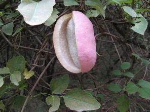 怎样吃八月瓜视频,视频教你轻松解锁夏日清新口感