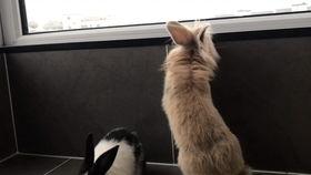 萌兔吃瓜记小视频,趣味横生的日常瞬间