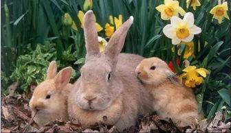 萌兔吃瓜记小视频,趣味横生的日常瞬间