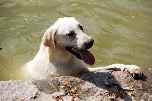哈密瓜能喂狗狗吃吗视频,哈密瓜对狗狗的益处与食用指南