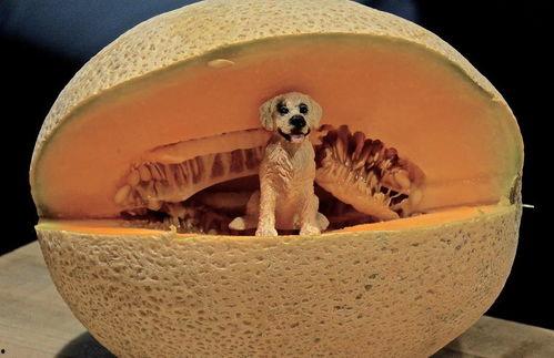 哈密瓜能喂狗狗吃吗视频,哈密瓜对狗狗的益处与食用指南