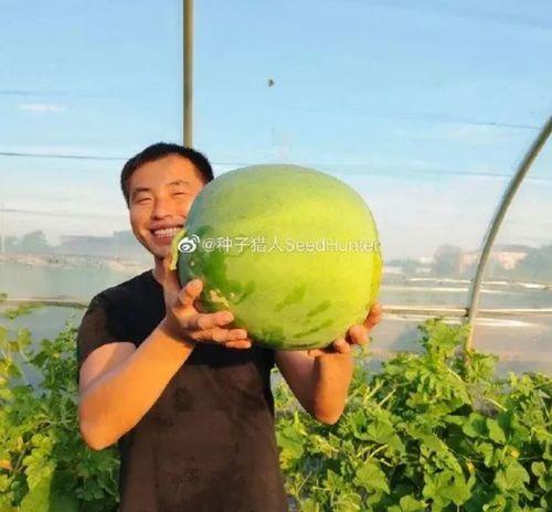 传播吃瓜视频怎么不违法,合法制作与传播吃瓜视频的秘诀解析