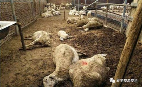 奶瓜冻了怎么养羊吃啊视频,创意视频揭秘羊儿美食新选择