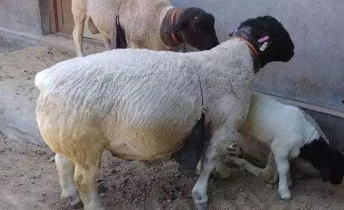 奶瓜冻了怎么养羊吃啊视频,创意视频揭秘羊儿美食新选择