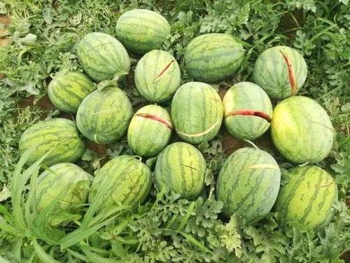 全家摆烂吃瓜视频,吃瓜视频成欢乐源泉