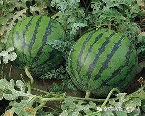 西瓜后吃哈密瓜会苦吗视频