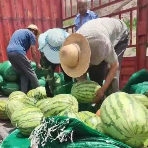 金凤区吃瓜群众事件视频,一场网络舆论的风暴与反思