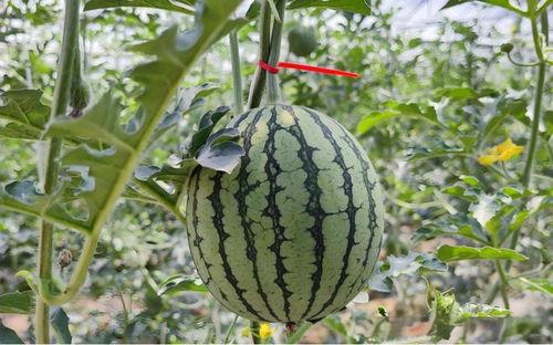 如何看懂吃瓜视频教程,吃瓜视频教程，让你成为吃瓜达人