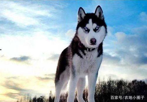 吃瓜哈士奇掉河里了视频