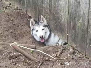 吃瓜哈士奇掉河里了视频