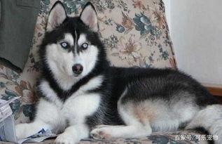 吃瓜哈士奇掉河里了视频