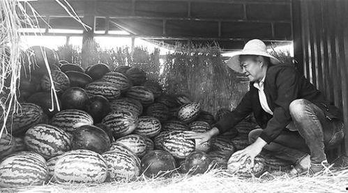 碣石吃瓜群众事件视频大全,视频大全背后的真相与反思