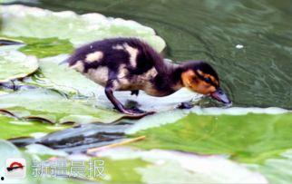 小宝贝吃鸭瓜好吗视频讲解,营养美味，宝宝喜爱的健康零食