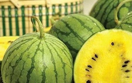 黄心瓜未成熟可以吃吗视频,揭秘其营养价值与食用安全