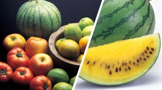 黄心瓜未成熟可以吃吗视频,揭秘其营养价值与食用安全