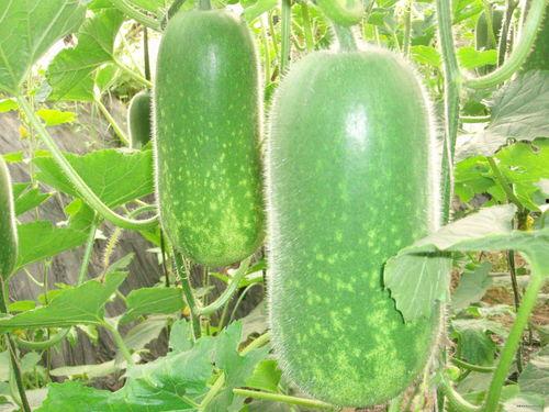 吃瓜骗局大全视频下载,视频下载背后的陷阱全解析