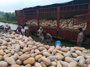 西乡塘区吃瓜事件视频,一场引发热议的网络视频风波