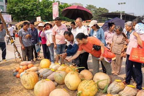 西乡塘区吃瓜事件视频,一场引发热议的网络视频风波