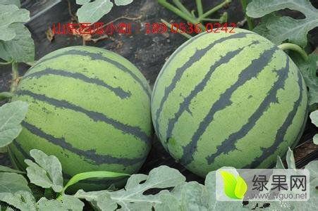 山东结婚吃瓜视频大全最新