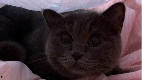 小猫咪吃瓜搞笑视频