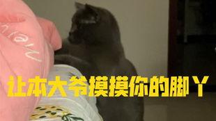 小猫咪吃瓜搞笑视频