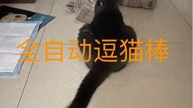 小猫咪吃瓜搞笑视频
