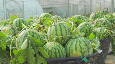 河池宜州吃瓜事件视频,一场引发热议的街头冲突瞬间