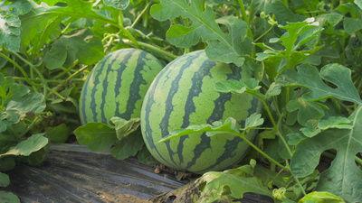 河池宜州吃瓜事件视频,一场引发热议的街头冲突瞬间