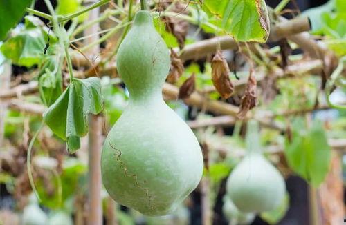 葫芦瓜怎么吃才好啊视频,这样吃最营养！