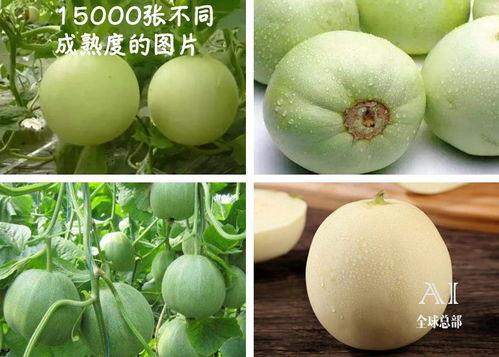 瓜脸群众吃瓜视频,揭秘娱乐圈幕后风云