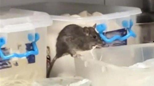 老鼠吃瓜事件视频大全,萌宠趣味瞬间大盘点