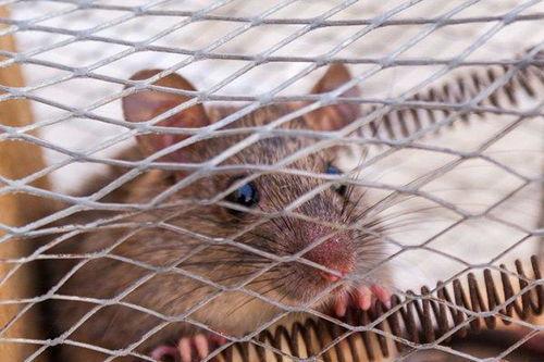 老鼠吃瓜事件视频大全,萌宠趣味瞬间大盘点