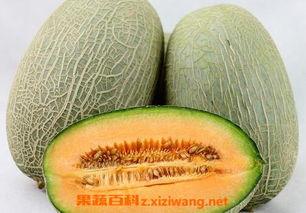 趣味吃哈密瓜视频大全下载