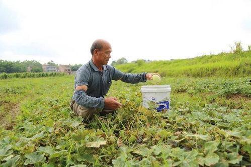 贵港吃瓜事件视频,一场网络热议的真相探寻之旅