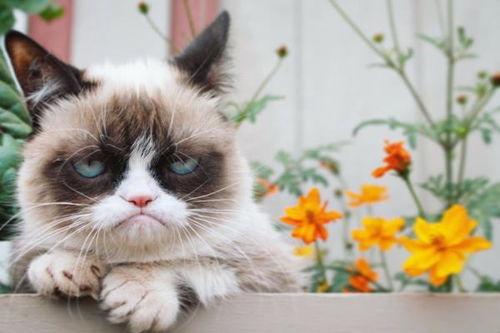 小花猫吃哈密瓜视频大全,小花猫哈密瓜大餐视频集锦