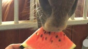 马儿吃瓜的视频,萌态十足，网友直呼可爱爆表