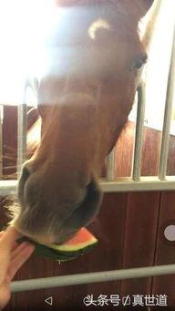 马儿吃瓜的视频,萌态十足，网友直呼可爱爆表