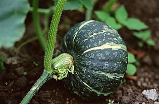 网红韩婧格吃瓜视频下载,揭秘娱乐圈幕后真相