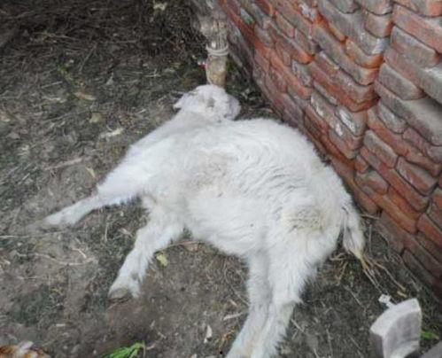 三只羊内部吃瓜视频,揭秘娱乐圈幕后真相