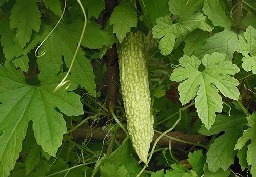 九九吃酸瓜视频,一场味蕾的酸爽之旅