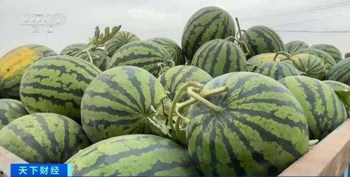 吃瓜刮钱视频大全,轻松赚钱的幕后真相