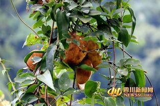 八月瓜吃货视频大全集在线观看,视频大全集在线观看攻略