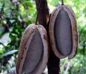 八月瓜吃货视频大全集在线观看,视频大全集在线观看攻略